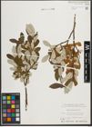 Foto von Salix helvetica Vill.